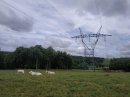 Vaches branchées